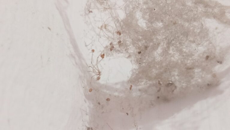 Um Snowboarder Esta Descendo Uma Colina Nevada _Py9PAtHc K